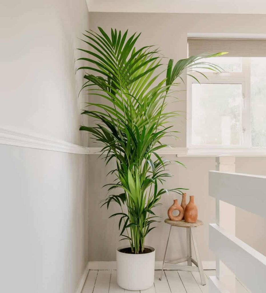 Tall kentia indoor plant