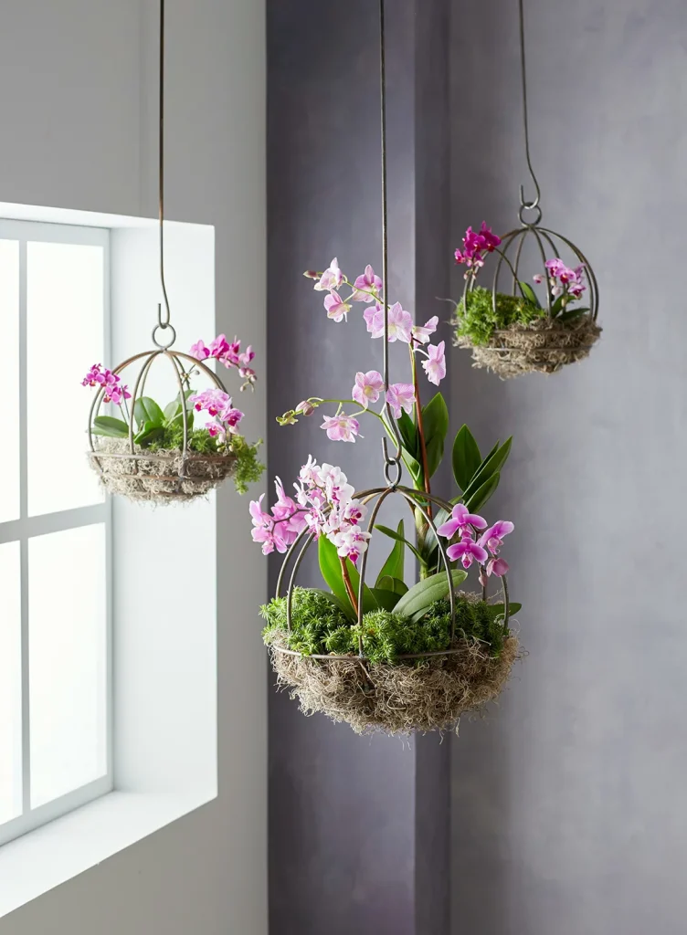 Orchids plants