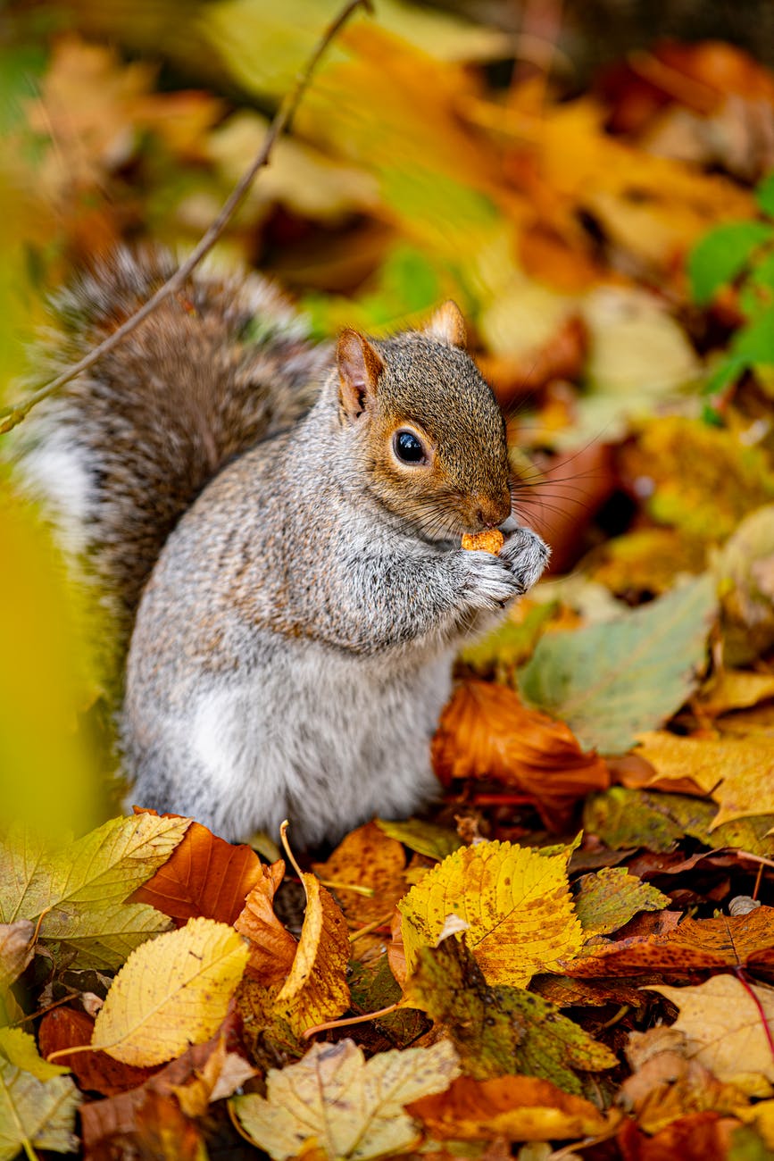 gray and white squirrel on brown leaves