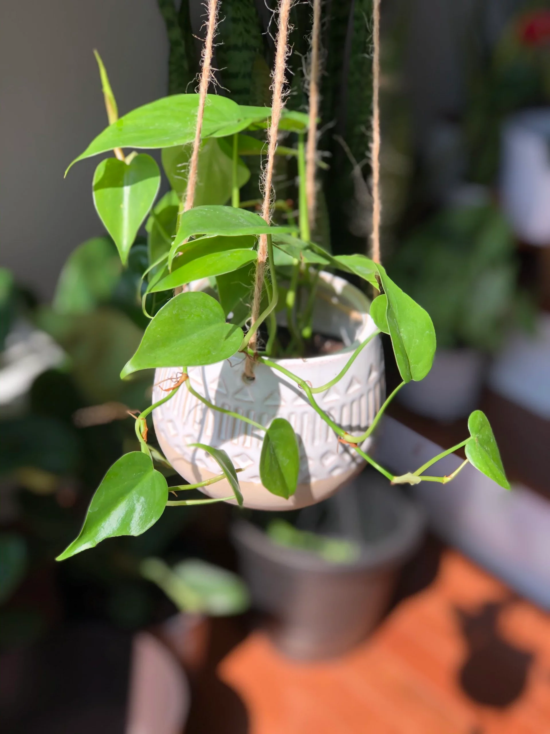 Philodendron Hanging Indoor Plant