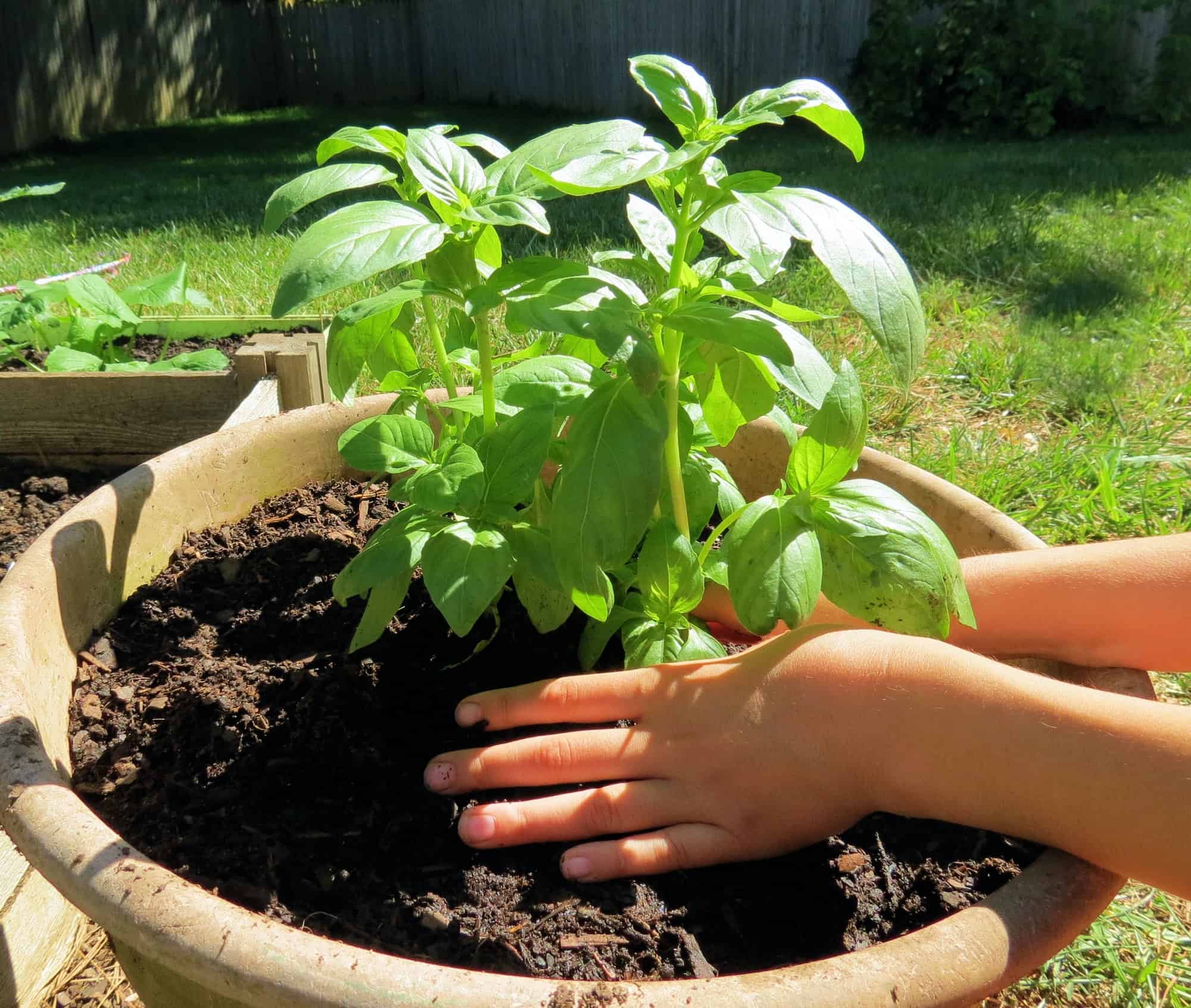 How to Grow Basil The Right Way