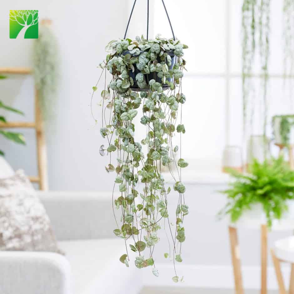 hanging indoor plant-string of hearts