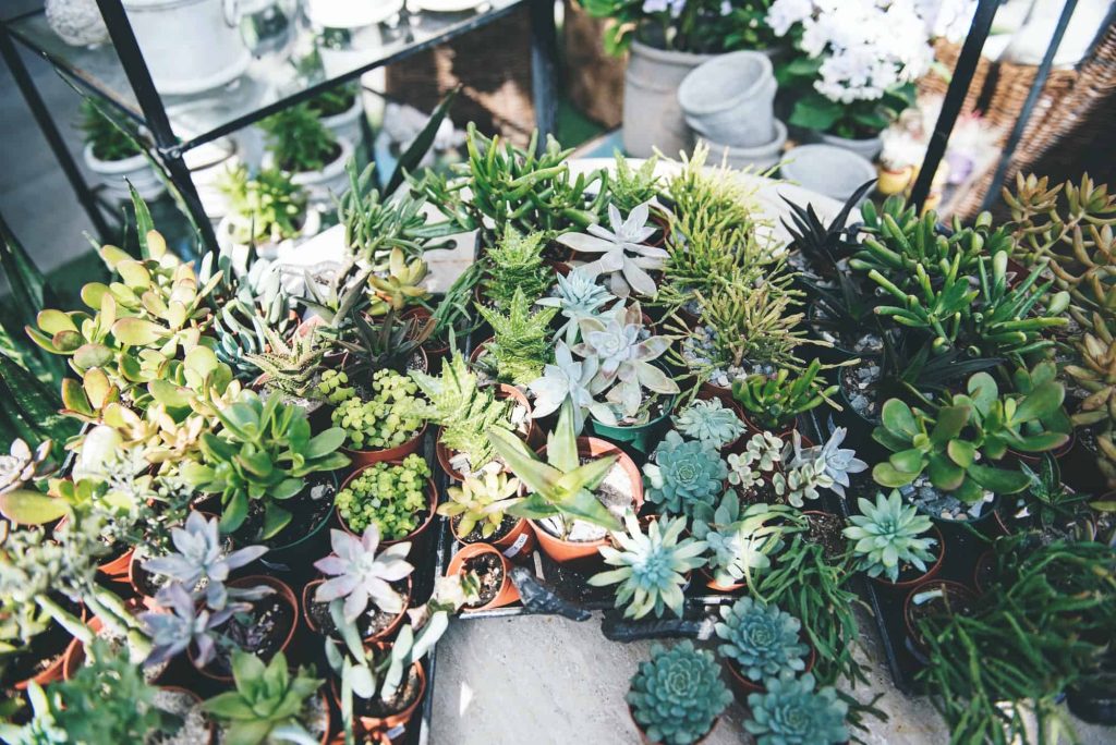 Succulents