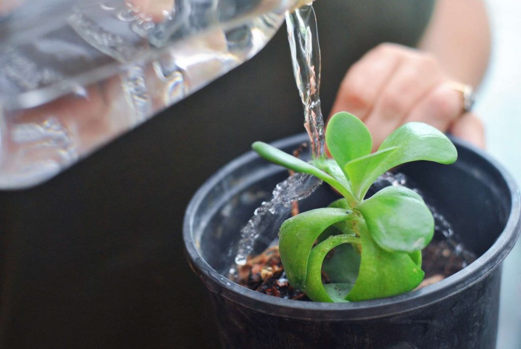 How Often Should You Water Succulent Plants?