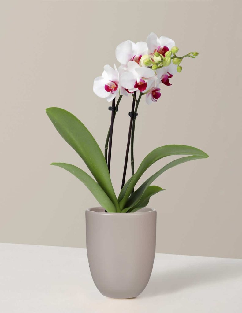 Moth orchid plant