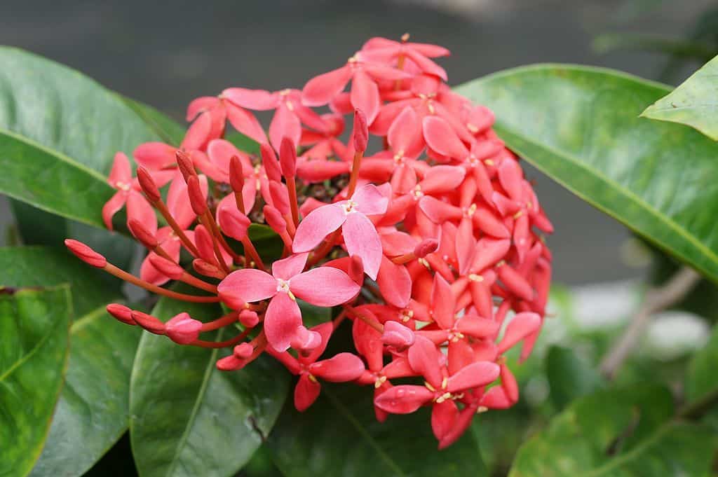 Ixora