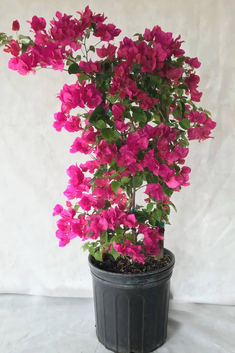 Bouganvillea Plant