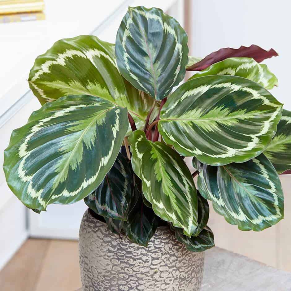 Prayer Plant