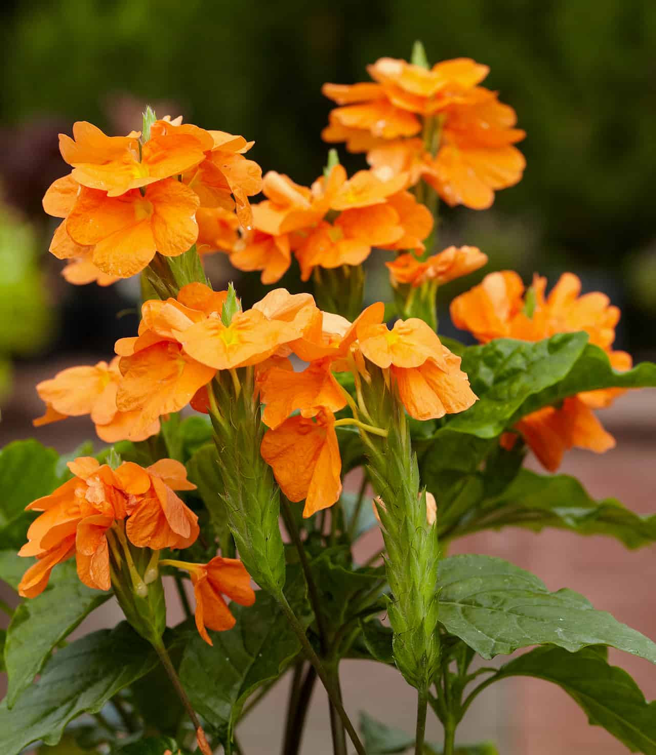 Crossandra plant