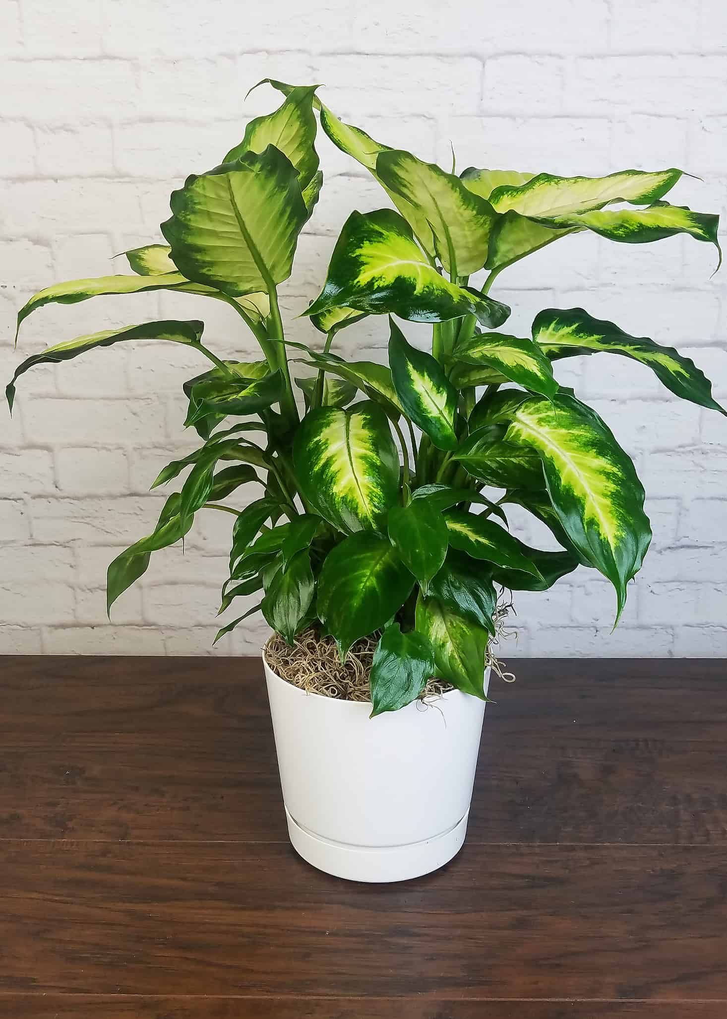 Dieffenbachia