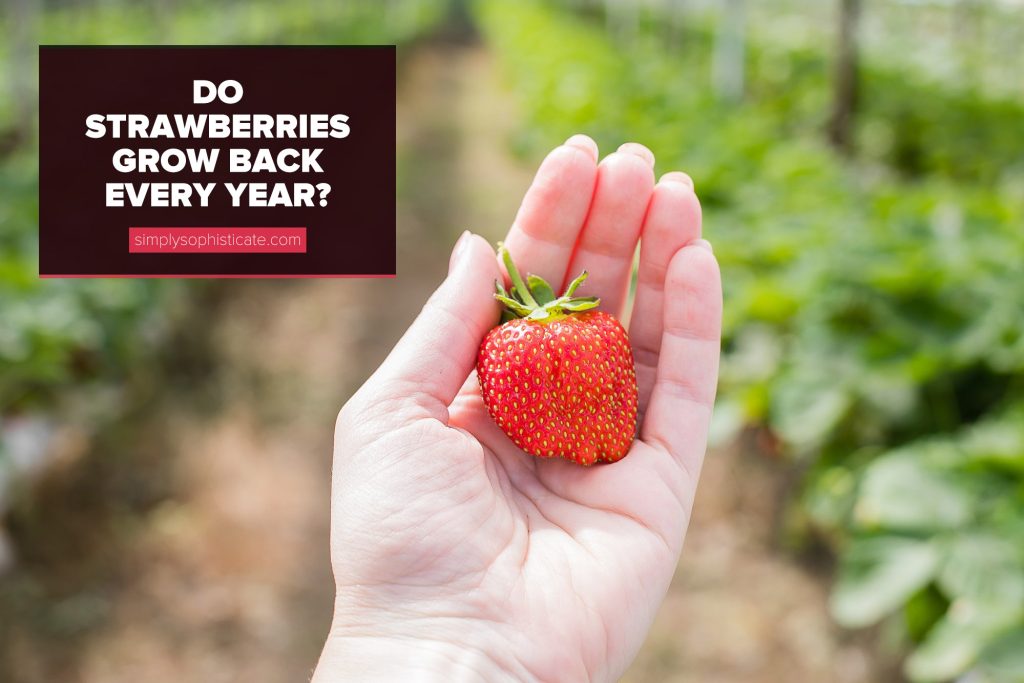 Do strawberries grow back every year