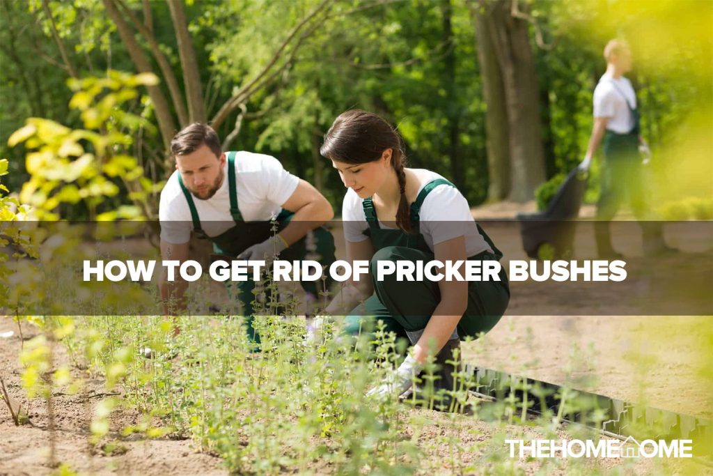 How To Get Rid Of Pricker Bushes