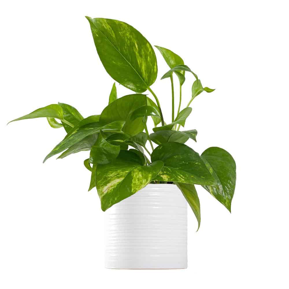 Golden Pothos