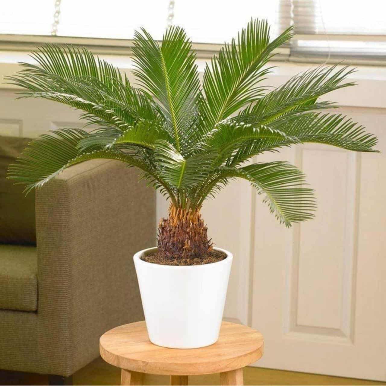 Sago Palm