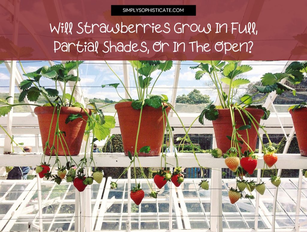 Will Strawberries Grow In Full, Partial Shades, Or In The Open