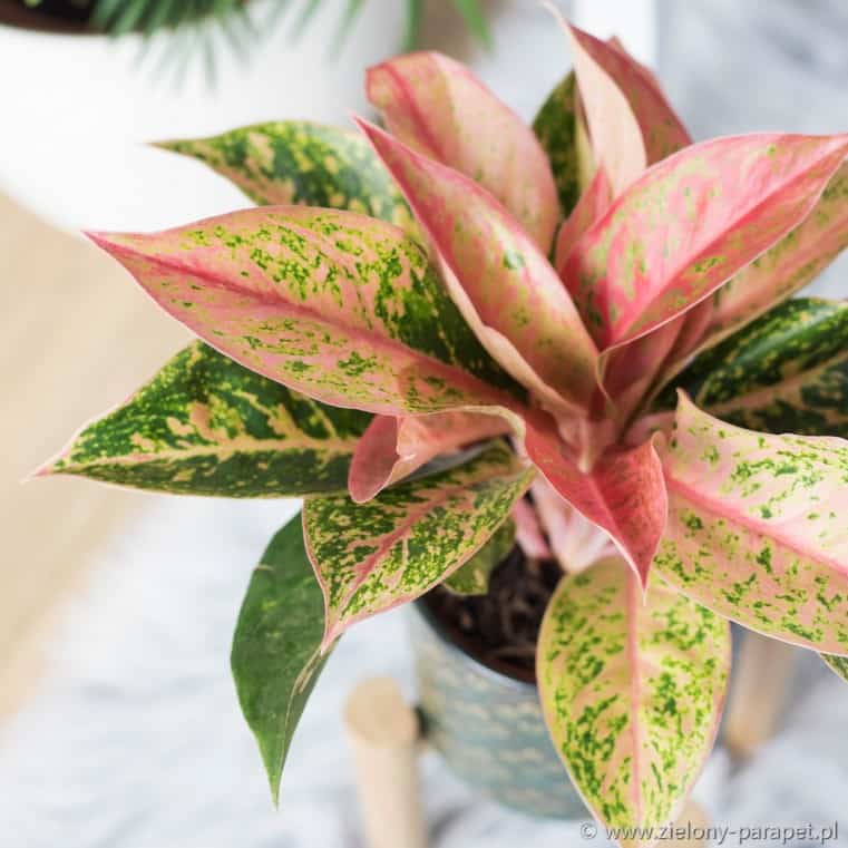 Aglaonema Plant