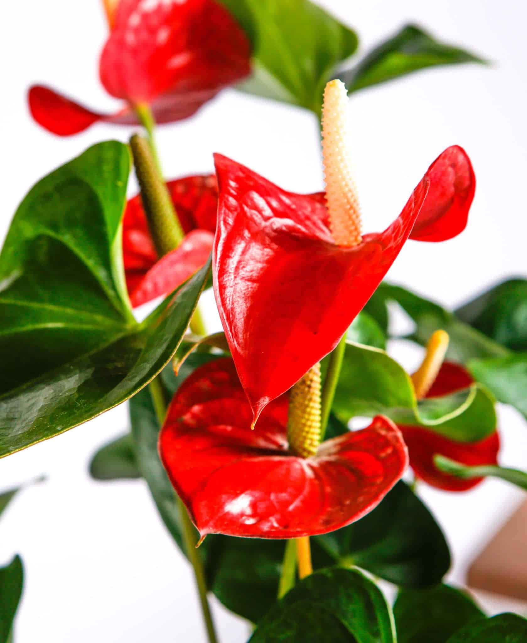 Anthurium flowering houseplant