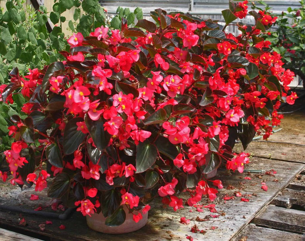 Begonia