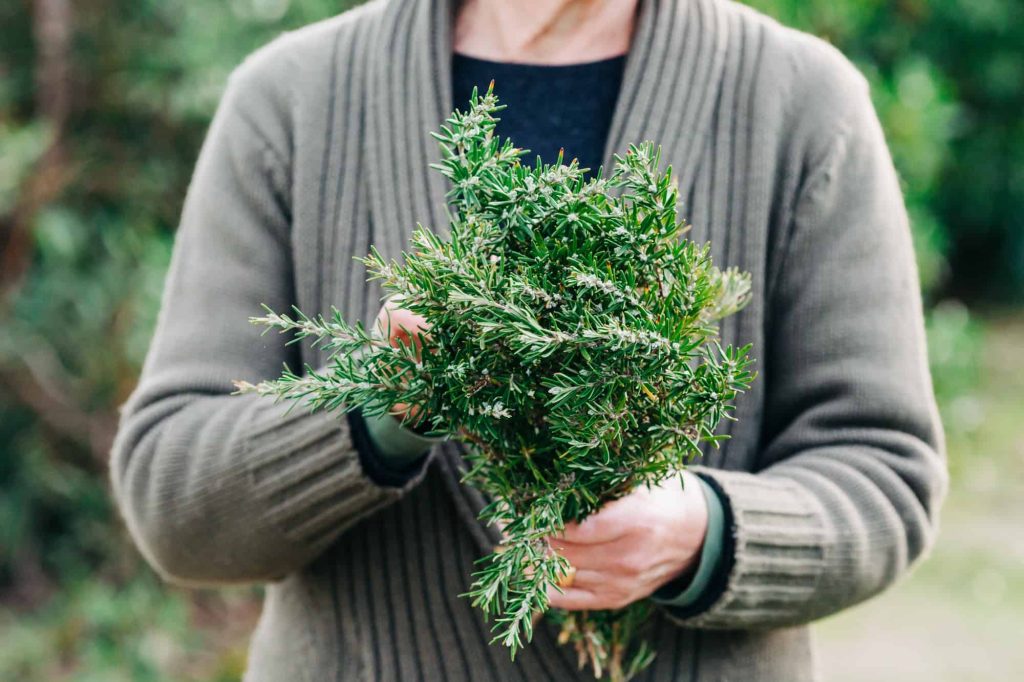 Rosemary Companion Plants