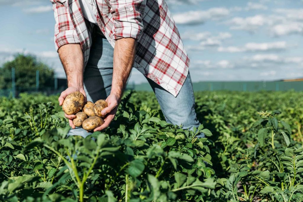 Potato Companion Plants