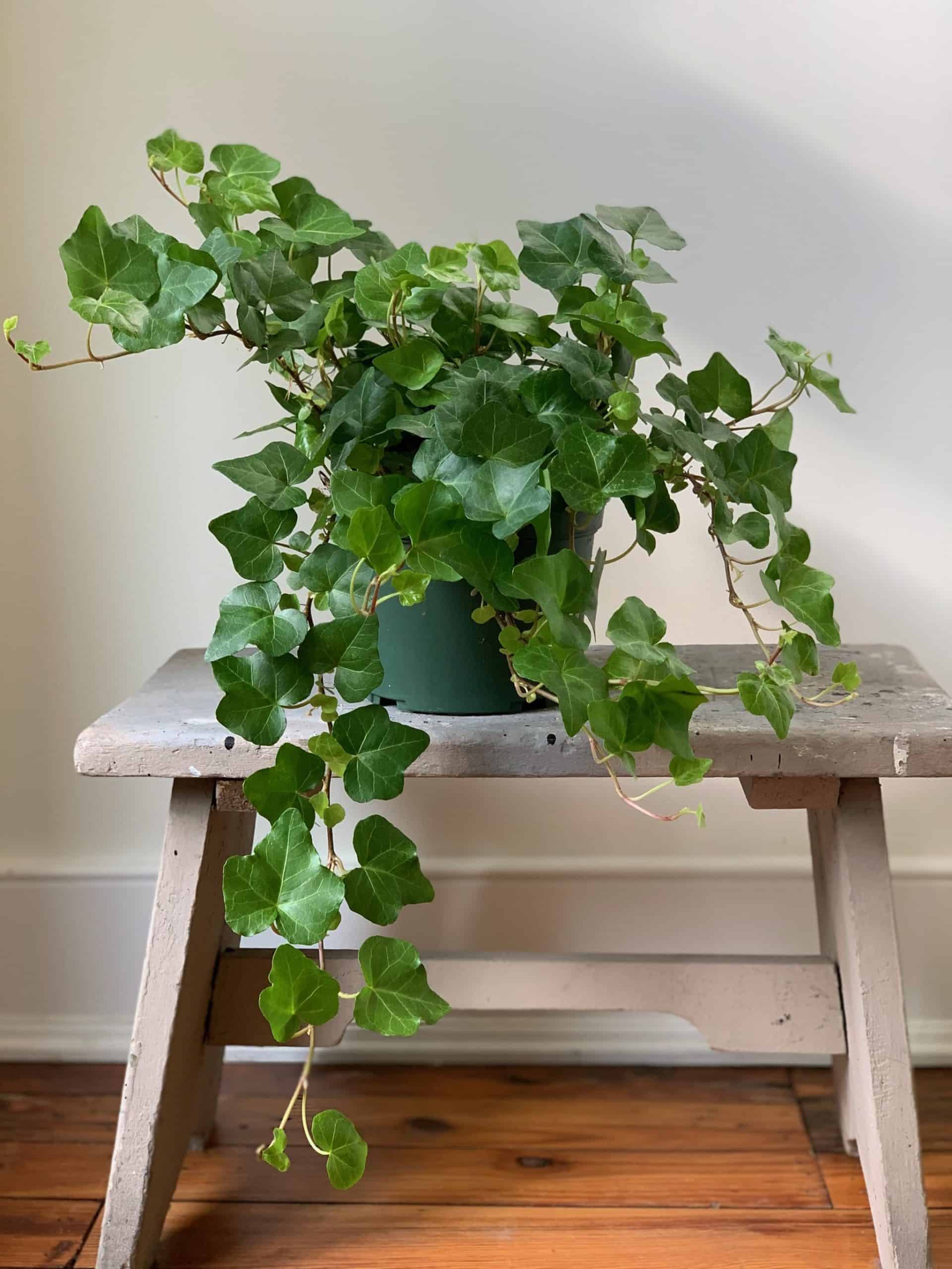 English ivy plant scaled 1