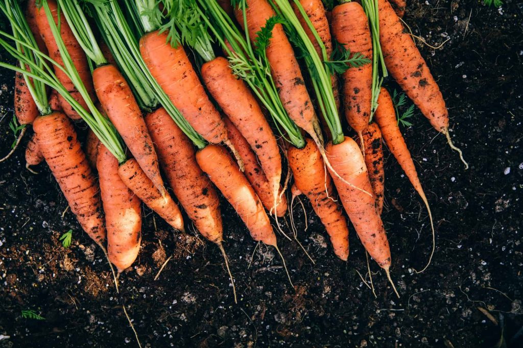 Fresh carrots.