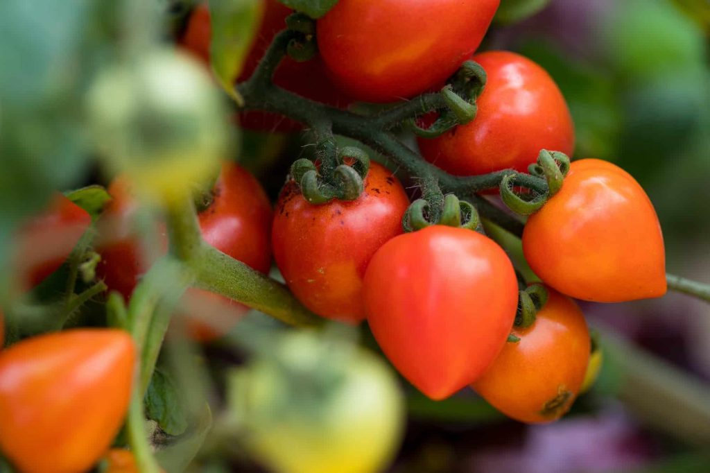 Tomato Companion Plants