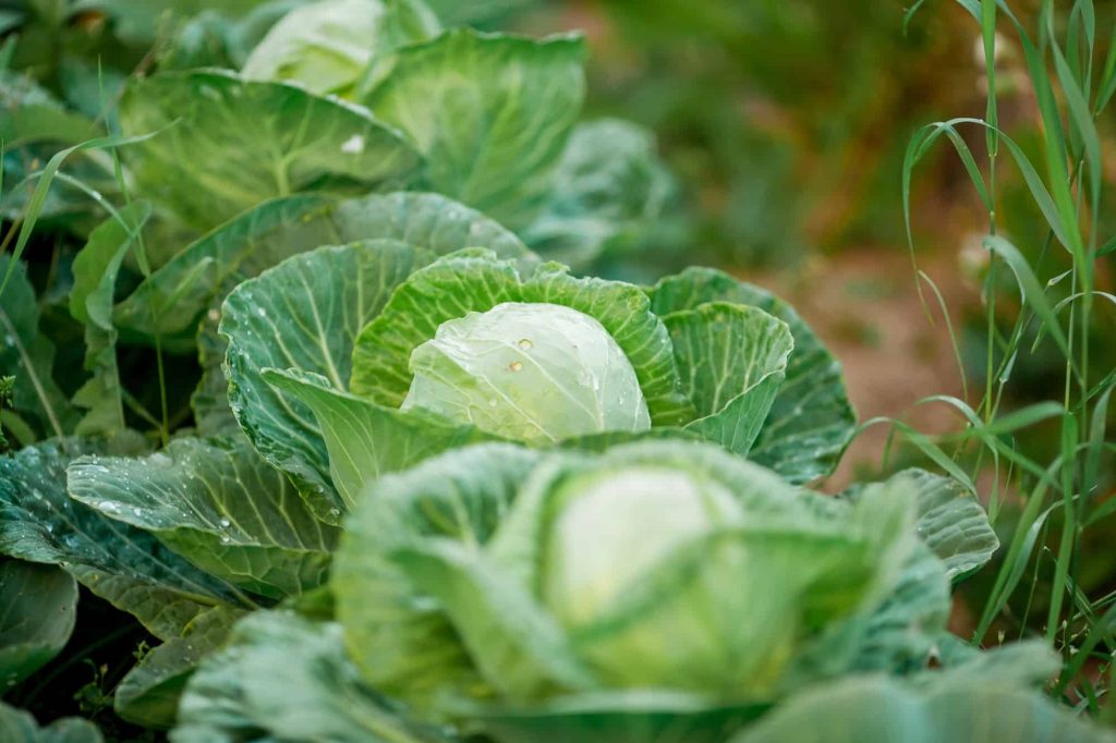 garden cabbage companion plants