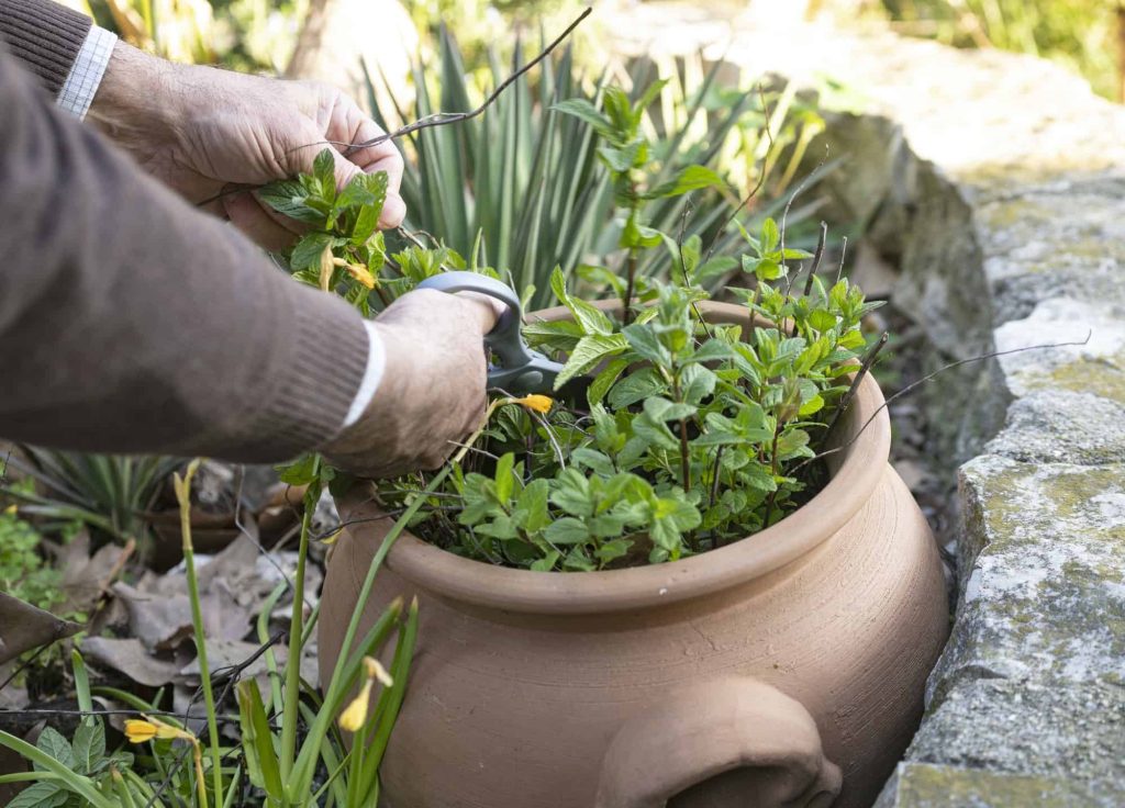 Image of Mint and basil companion planting image 2