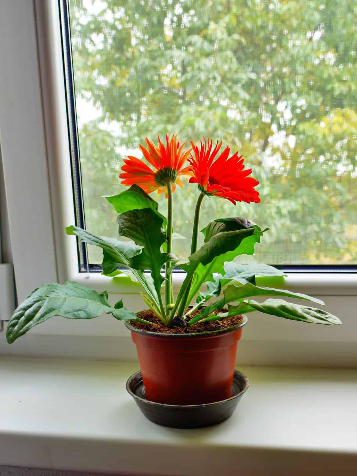 Gerbera Daisy Houseplant