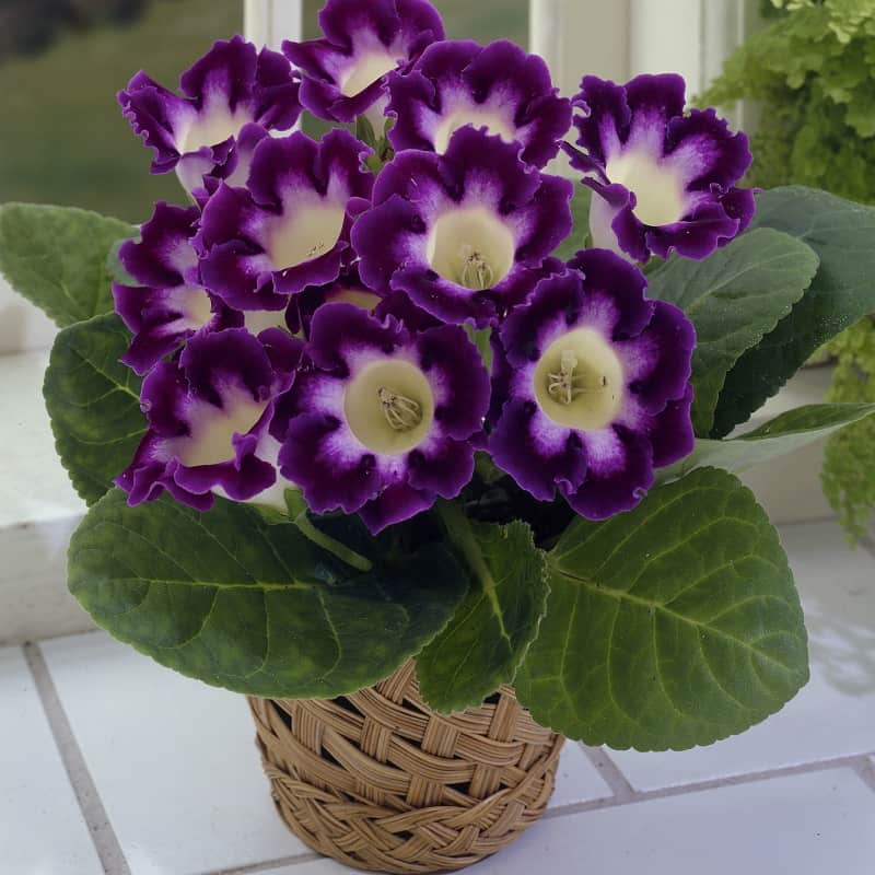 Gloxinia 'Hollywood' Plant