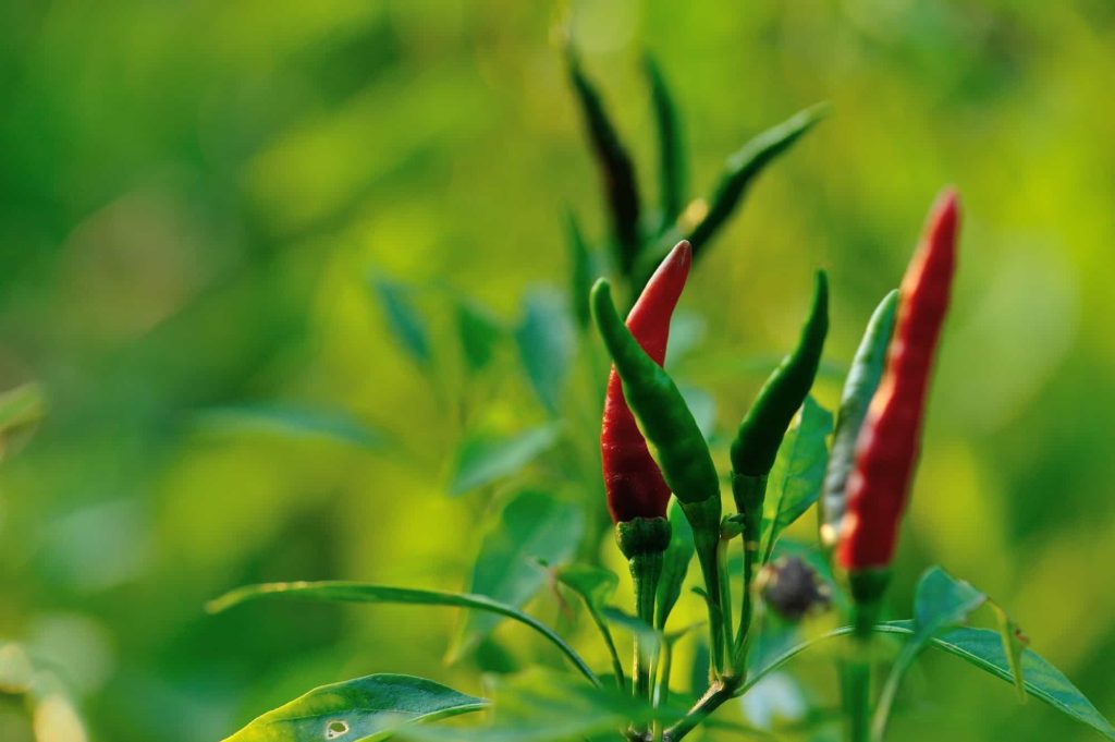 Cayenne Companion Plants