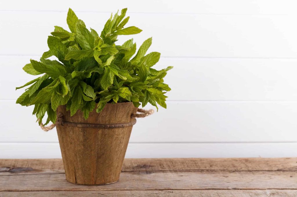 Mint Companion Plants