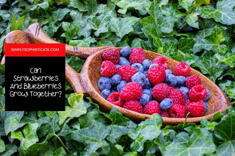 Can Strawberries And Blueberries Grow Together?