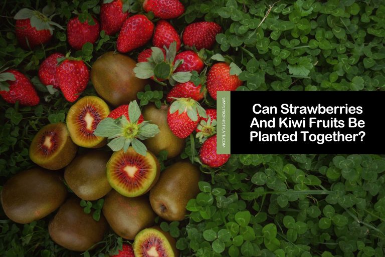Can Strawberries And Kiwi Fruits Be Planted Together?