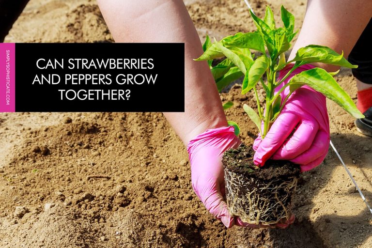 Can Strawberries And Peppers Grow Together?