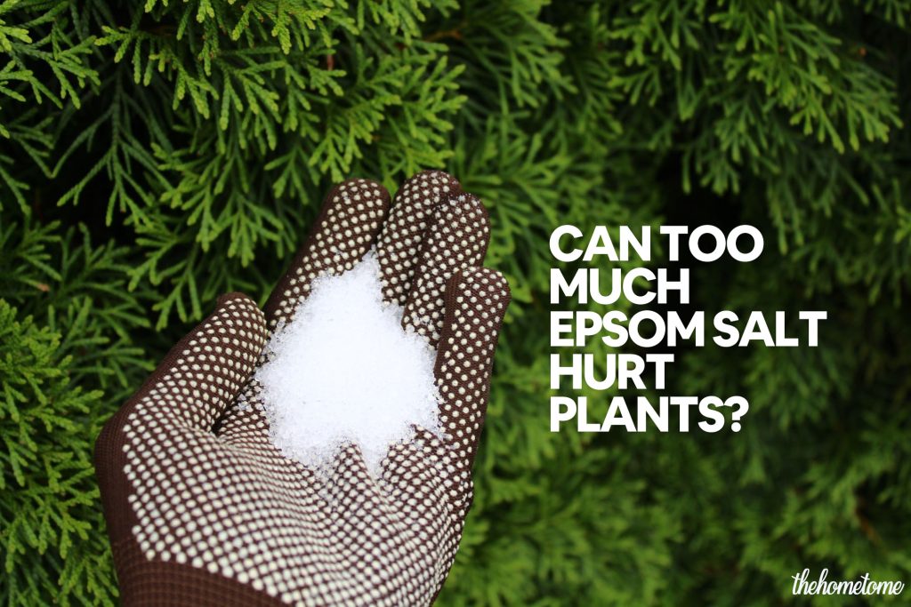 Can too much epsom salt hurt plants?