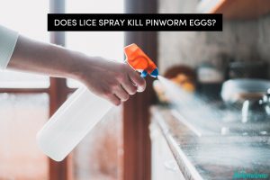 Does Lysol Kill Pinworm Eggs The Science Explained - ltq1aof
