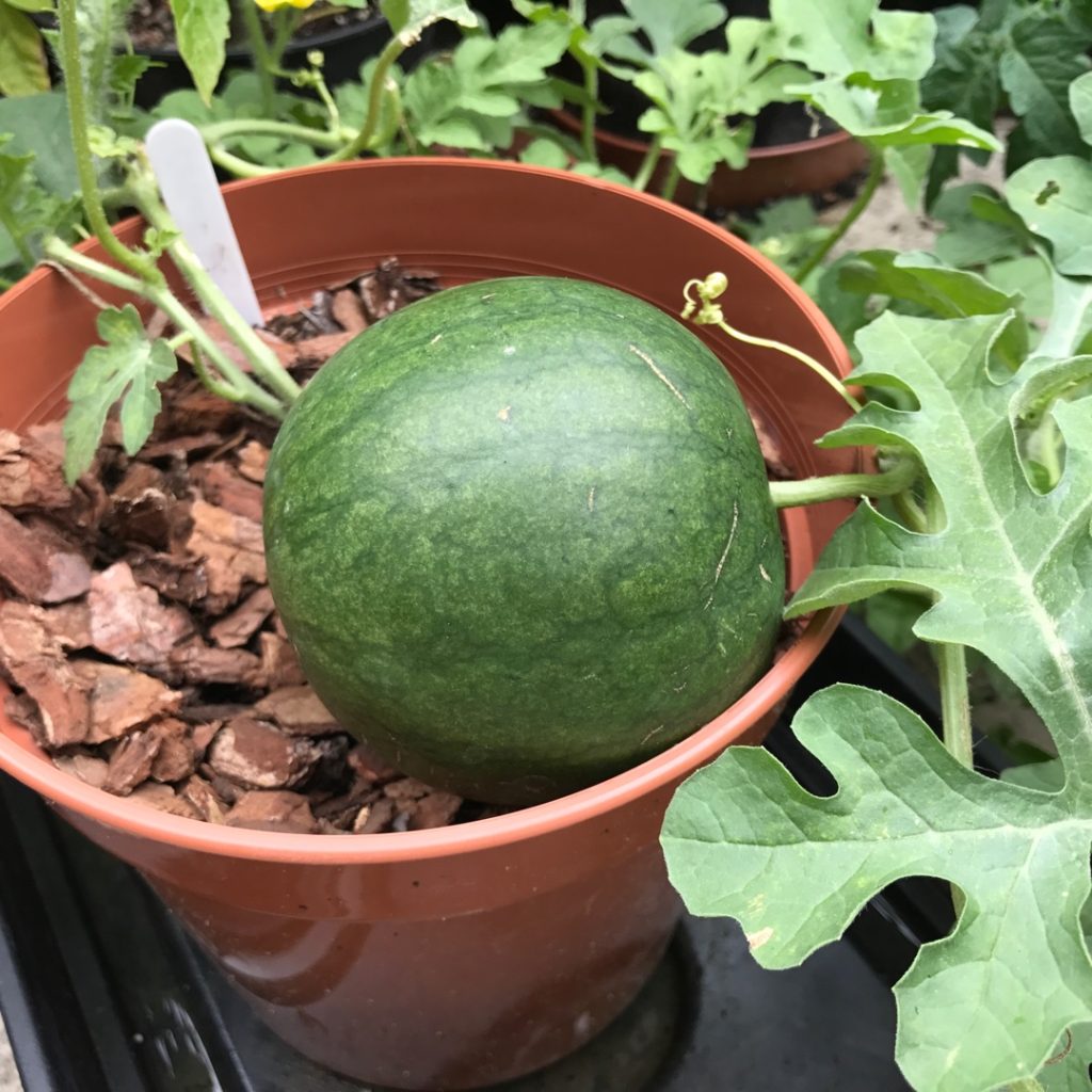 Icebox watermelon