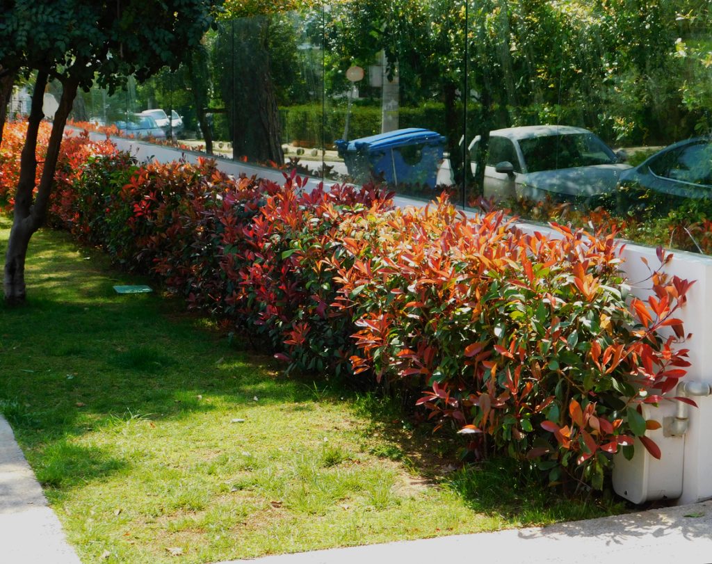 Red tip photinia evergreen shrub