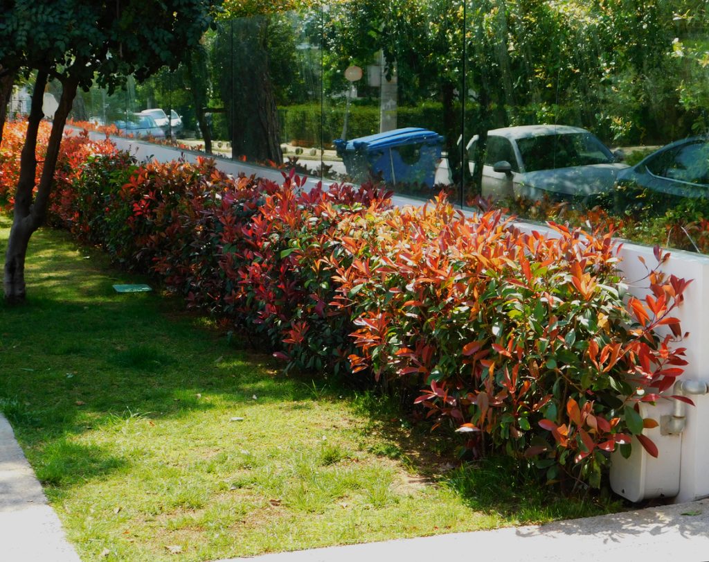 Red Tip Photinia Evergreen Shrub