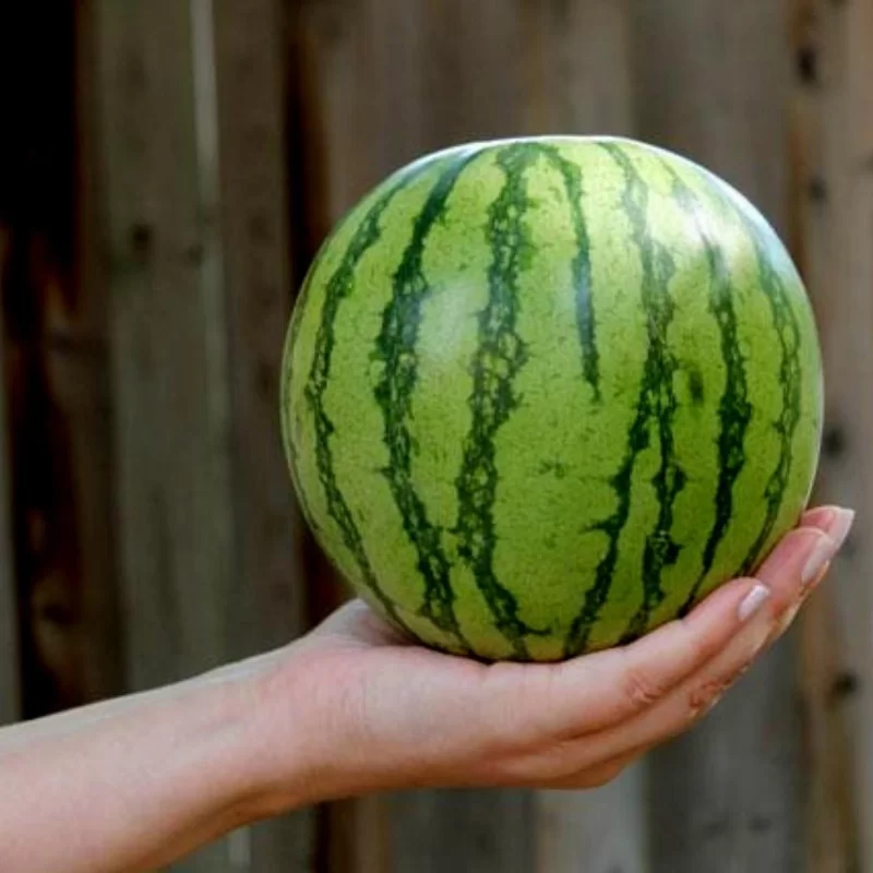 Miniature watermelon