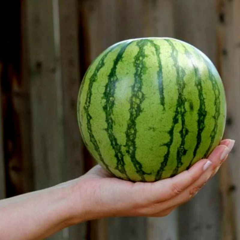 Miniature Watermelon