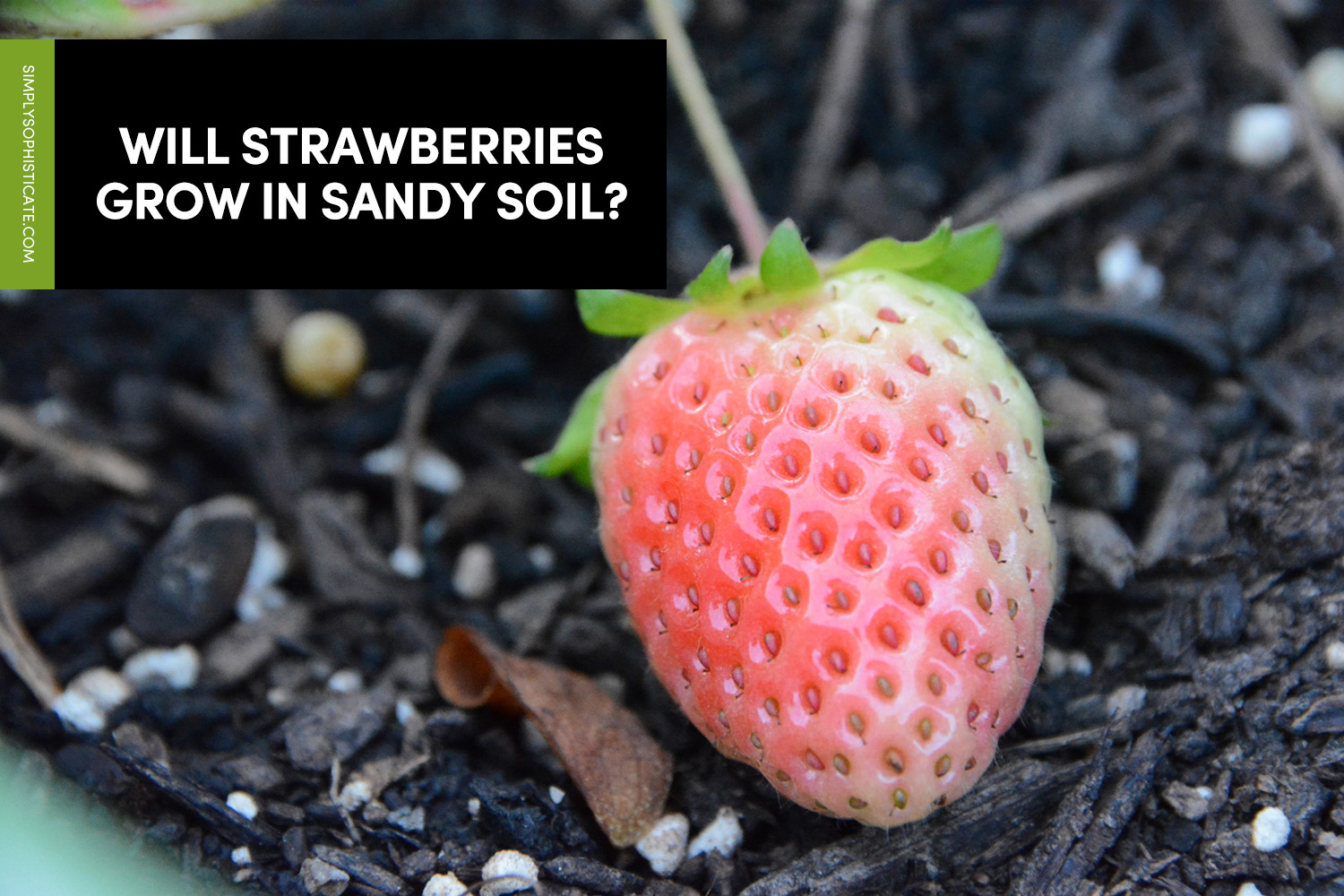 Will Strawberries Grow In Sandy Soil? The Home Tome