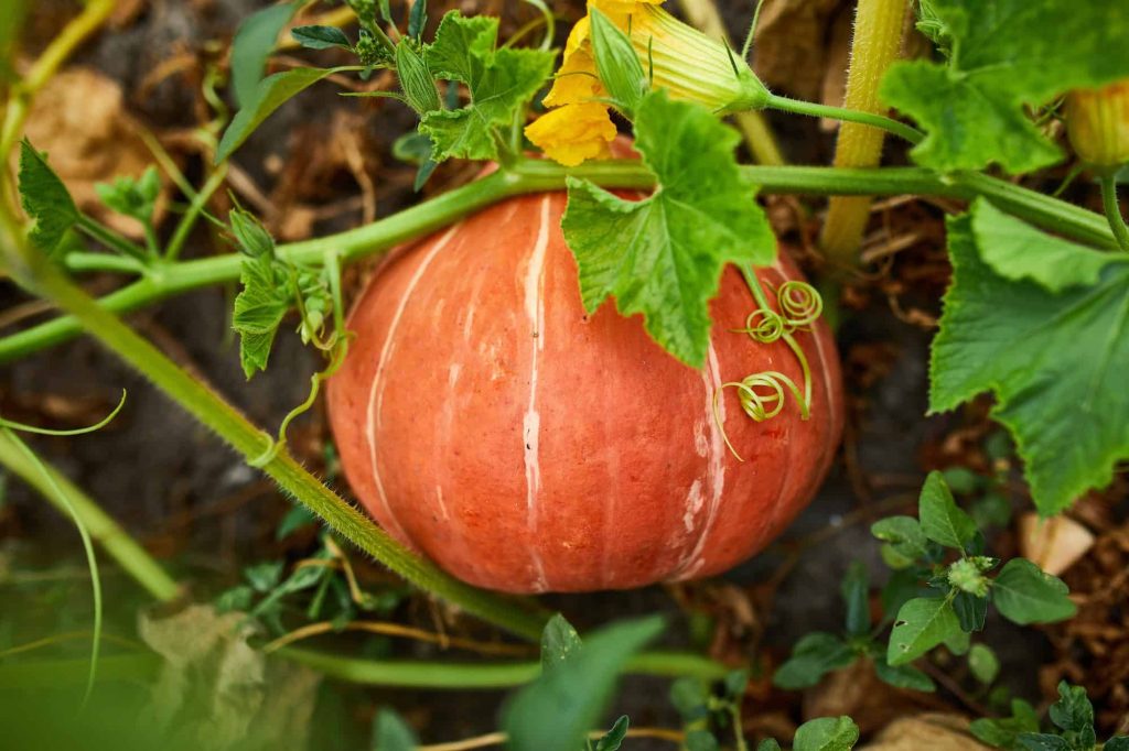 Pumpkin Companion Plants