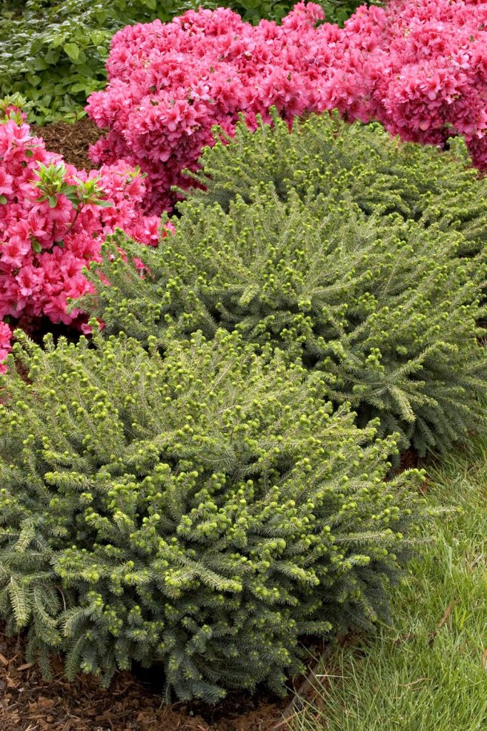 Dwarf Black Spruce 