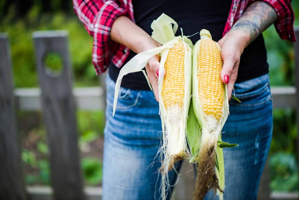 Corn Companion Plants