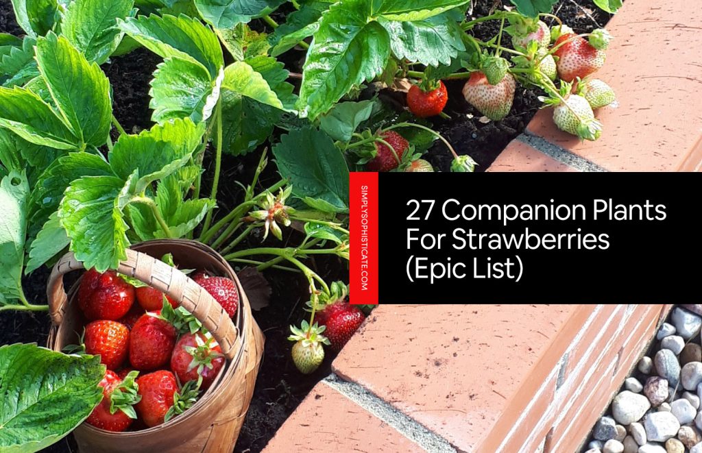 27 companion plants for strawberries