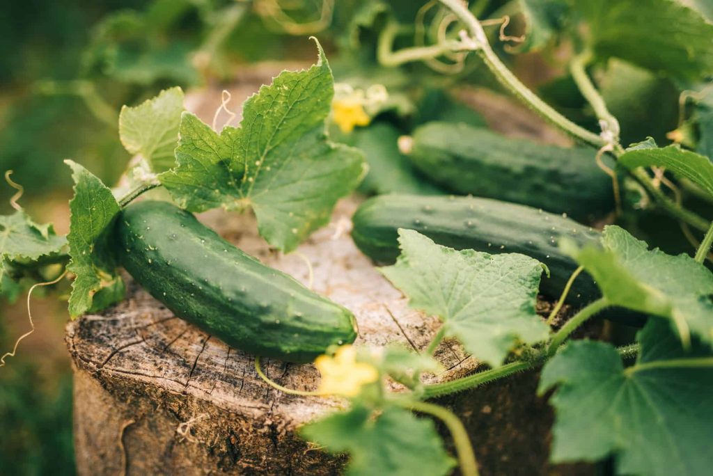 Cucumber plants