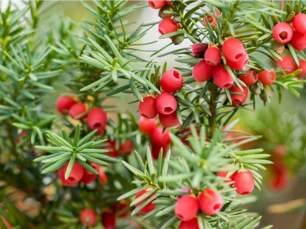 Densa Japanese Yew